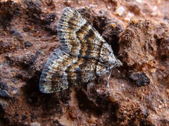 Paramelora lychnota