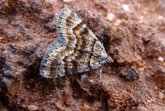 Paramelora lychnota