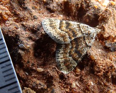 Paramelora lychnota