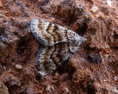 Paramelora lychnota