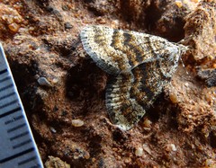 Paramelora lychnota