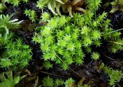 Diobelonella palustris