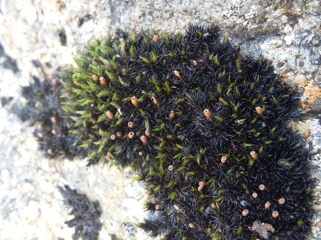 Oval-fruited Fringe-moss