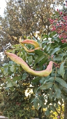 Baizongia pistaciae
