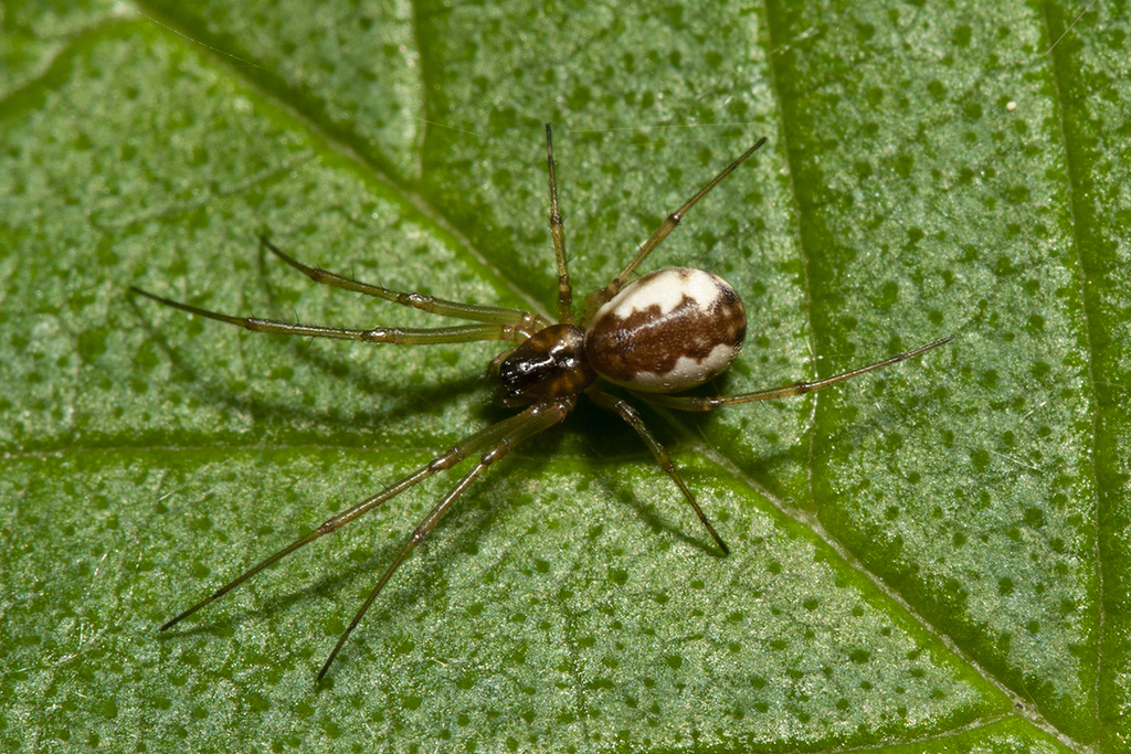 Struikhangmatspin, photo 1 of 7