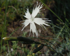 Dianthus lumnitzeri