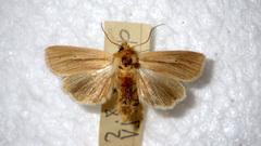 Mythimna pallens