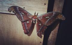 Attacus