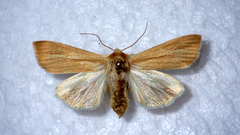 Mythimna pallens
