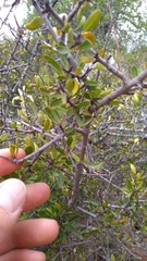 Rhamnus lycioides