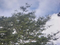 Pteropus niger