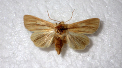 Mythimna pallens