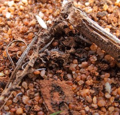 Stenophyella macreta