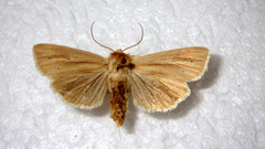 Mythimna pallens