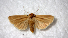Mythimna pallens