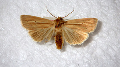 Mythimna pallens