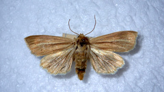 Mythimna pallens