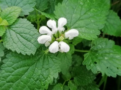 Lamium album