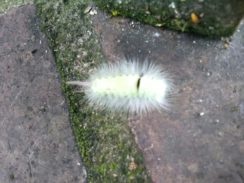 Calliteara pudibunda