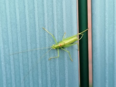 Meconema meridionale