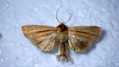 Mythimna pallens