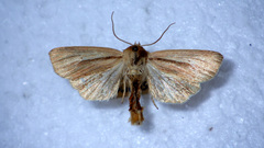 Mythimna pallens