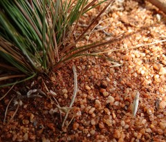 Stenophyella macreta
