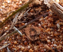 Stenophyella macreta