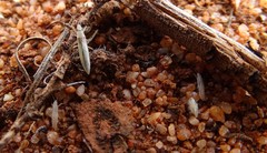 Stenophyella macreta