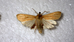 Mythimna pallens