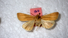 Mythimna pallens
