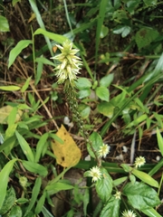 Achyranthes bidentata