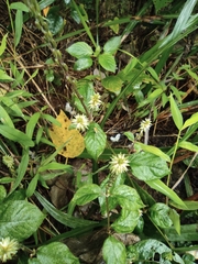 Achyranthes bidentata