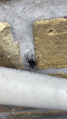 Segestria florentina