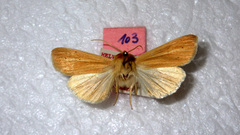 Mythimna pallens