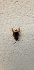 Vespa velutina nigrithorax