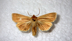 Mythimna pallens