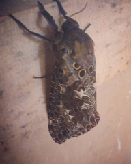 Andeabatis chilensis