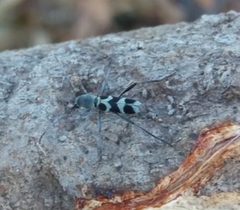 Perissus indistinctus