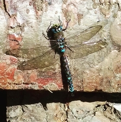 Rhionaeschna variegata