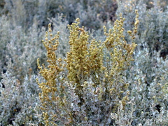 Atriplex undulata