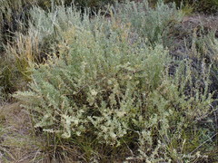Atriplex undulata