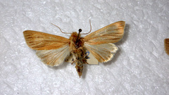 Mythimna pallens