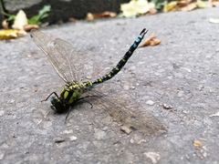 Aeshna cyanea