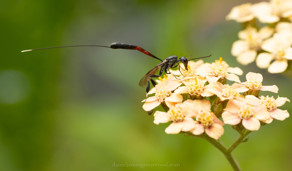 Javelin Wasp