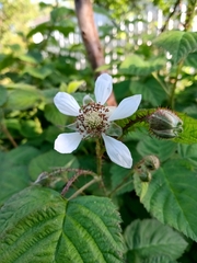 Rubus × loganobaccus