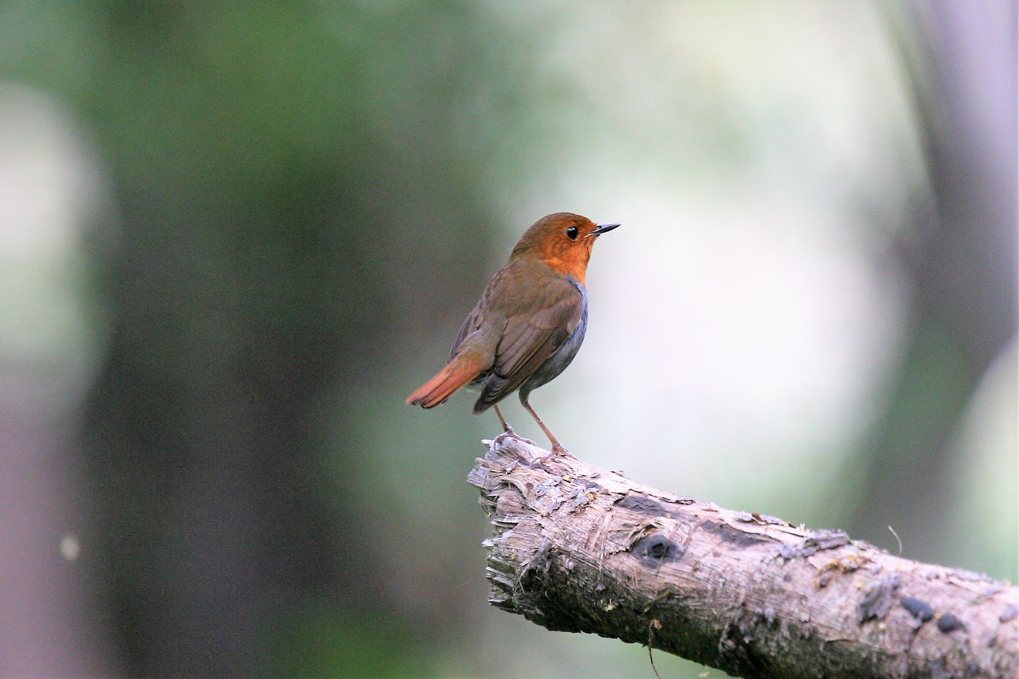 Izu Robin (Larvivora tanensis)