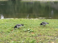 Branta leucopsis