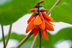 Erythrina arborescens