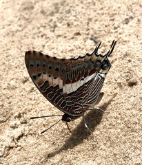 Charaxes saturnus saturnus